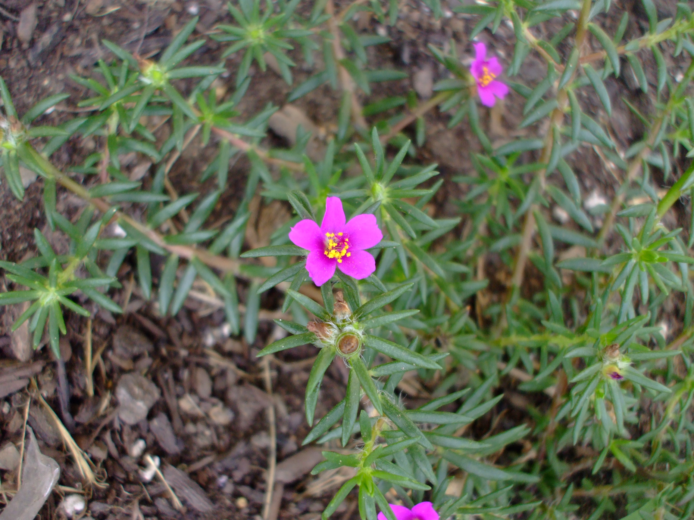 Portulaca pilosa